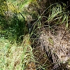 Plants: image 105 Of 208 Thumb